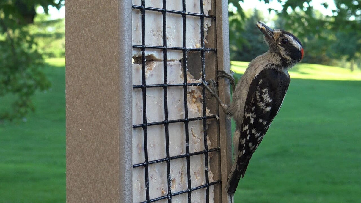 JCS Wildlife