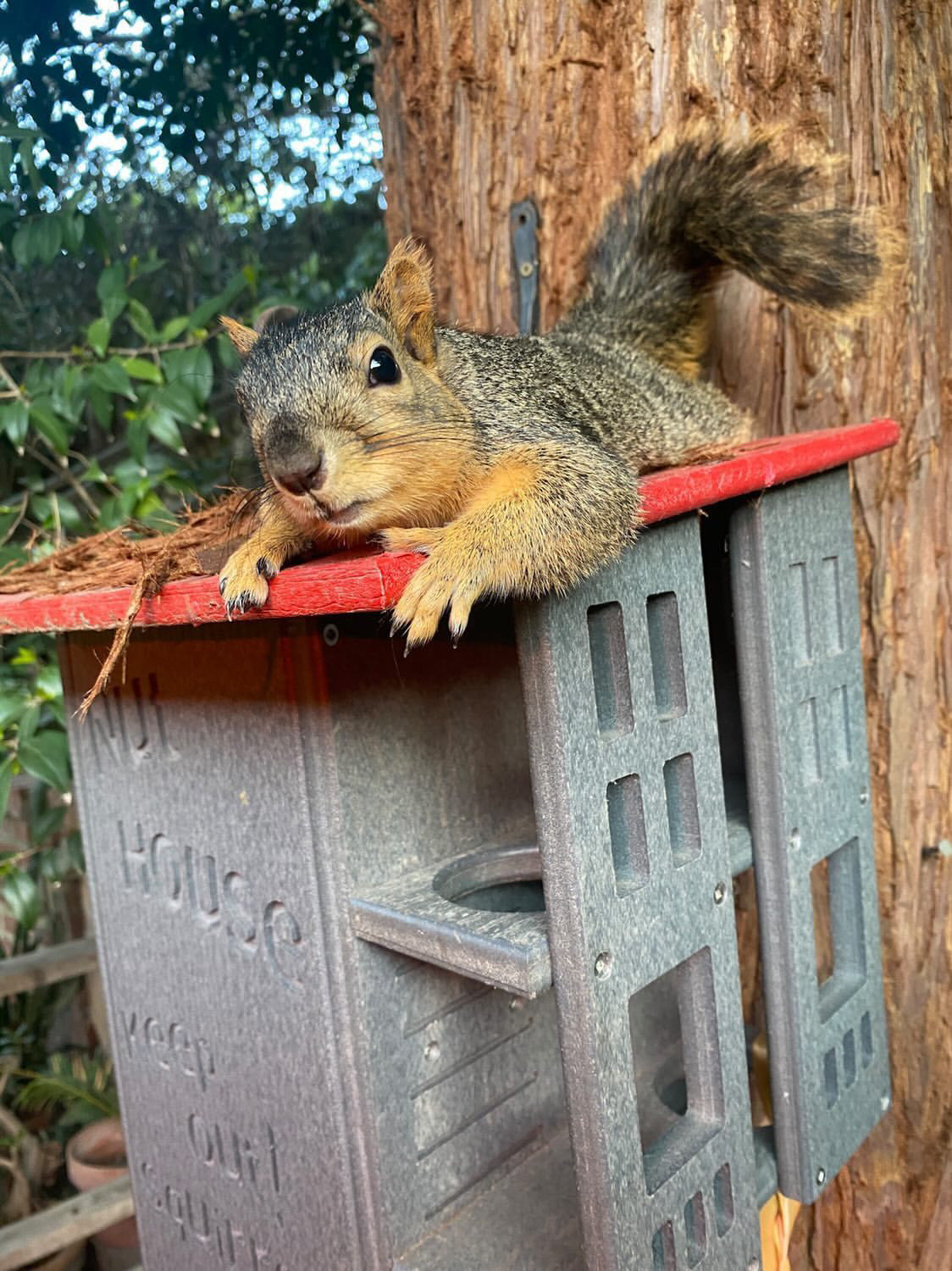 Photograph of a relaxed squirrel perched atop a gray and red Nut House squirrel feeder next to a tree in a garden featuring a bushy tail