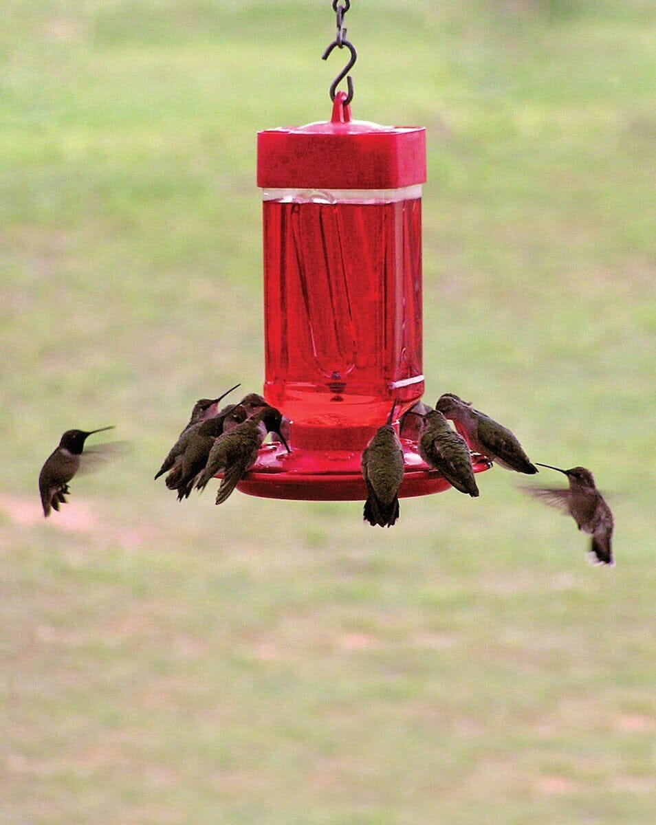 JCS Wildlife