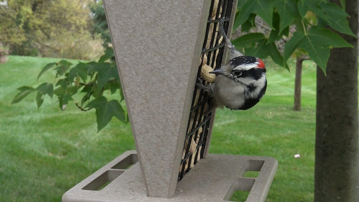 JCS Wildlife