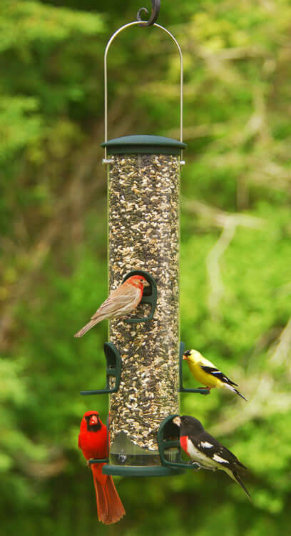 JCS Wildlife