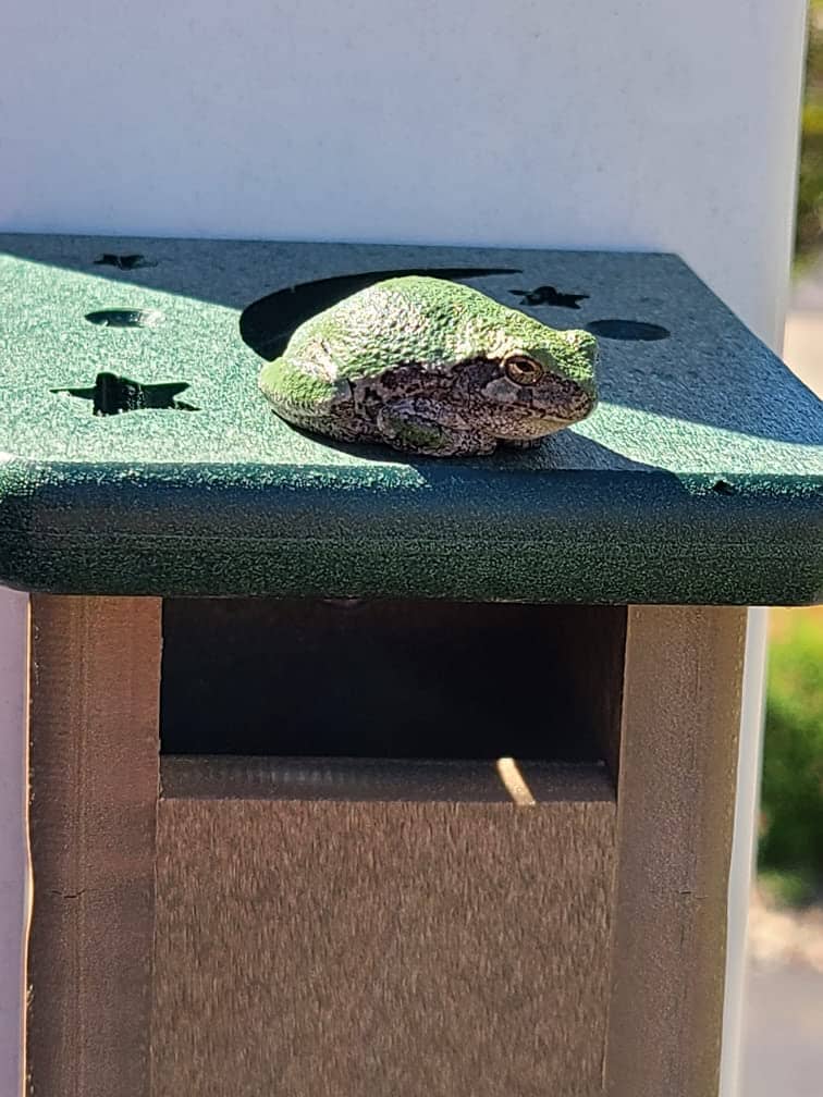 JCS Wildlife