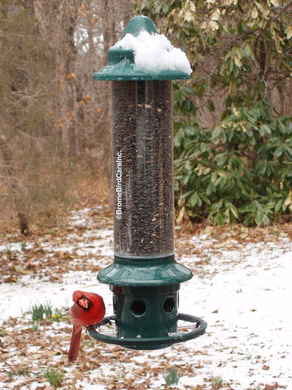 JCS Wildlife