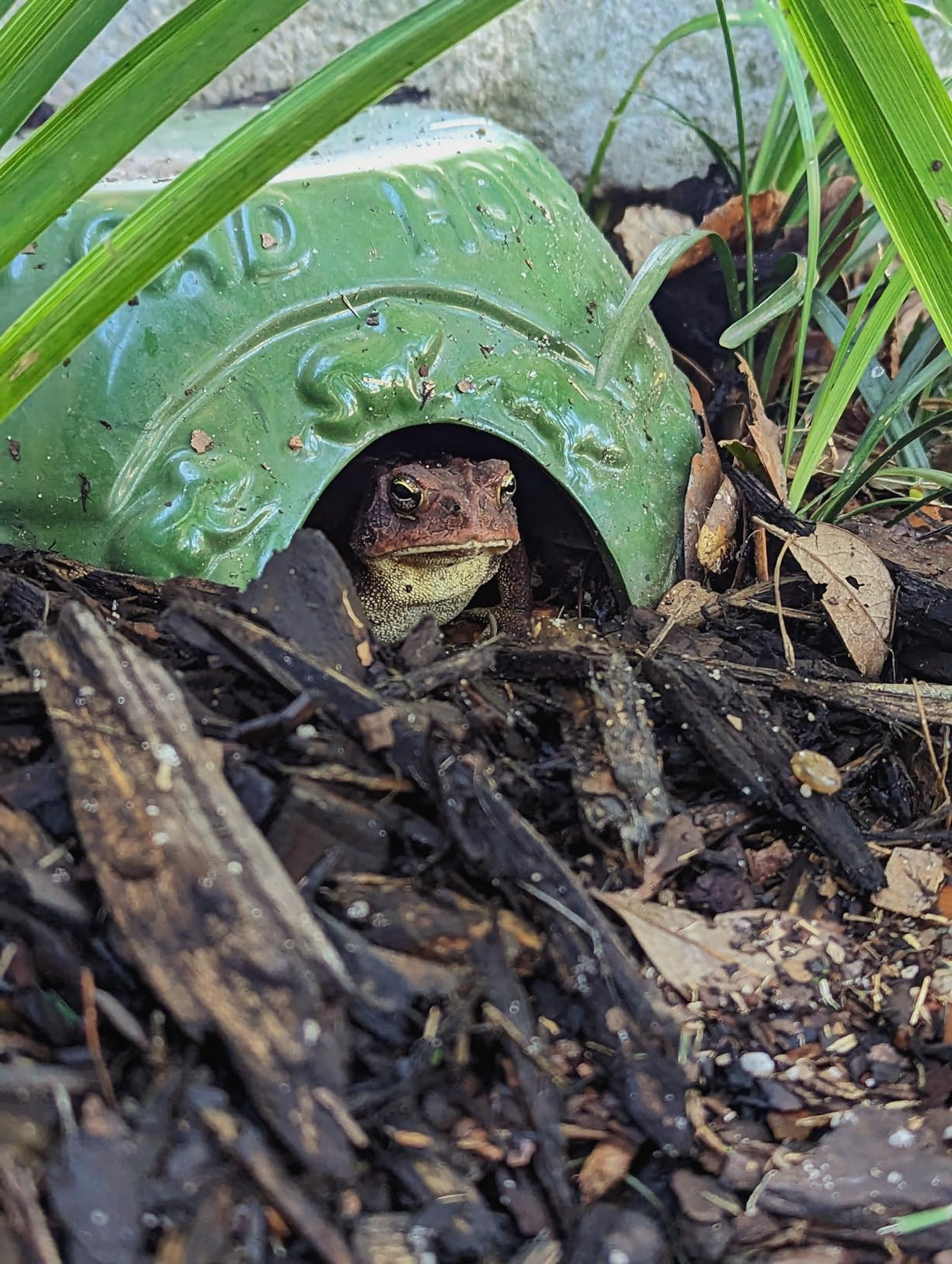 JCS Wildlife