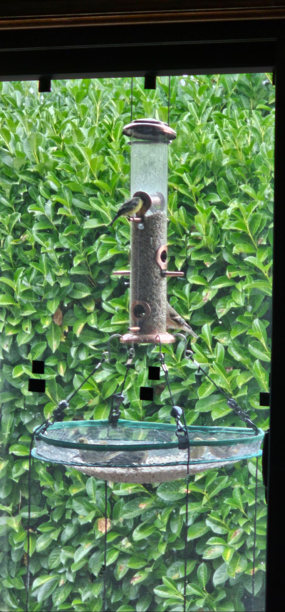 JCS Wildlife