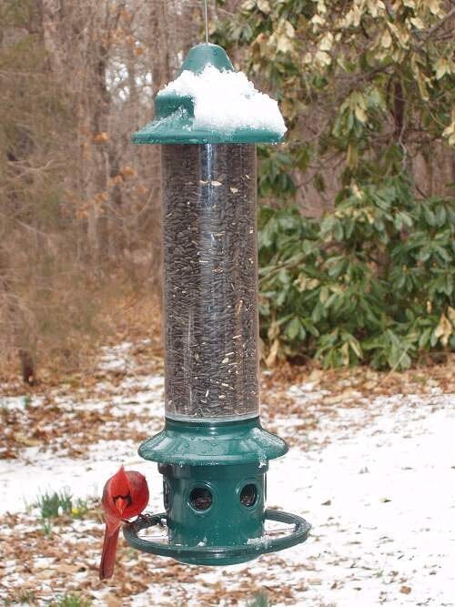 JCS Wildlife