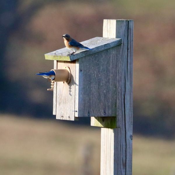 JCS Wildlife