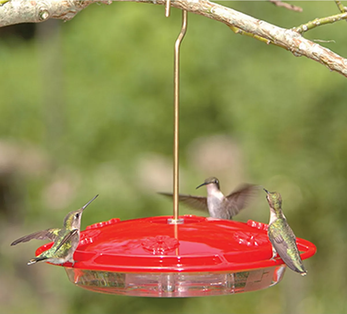 JCS Wildlife