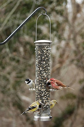 JCS Wildlife