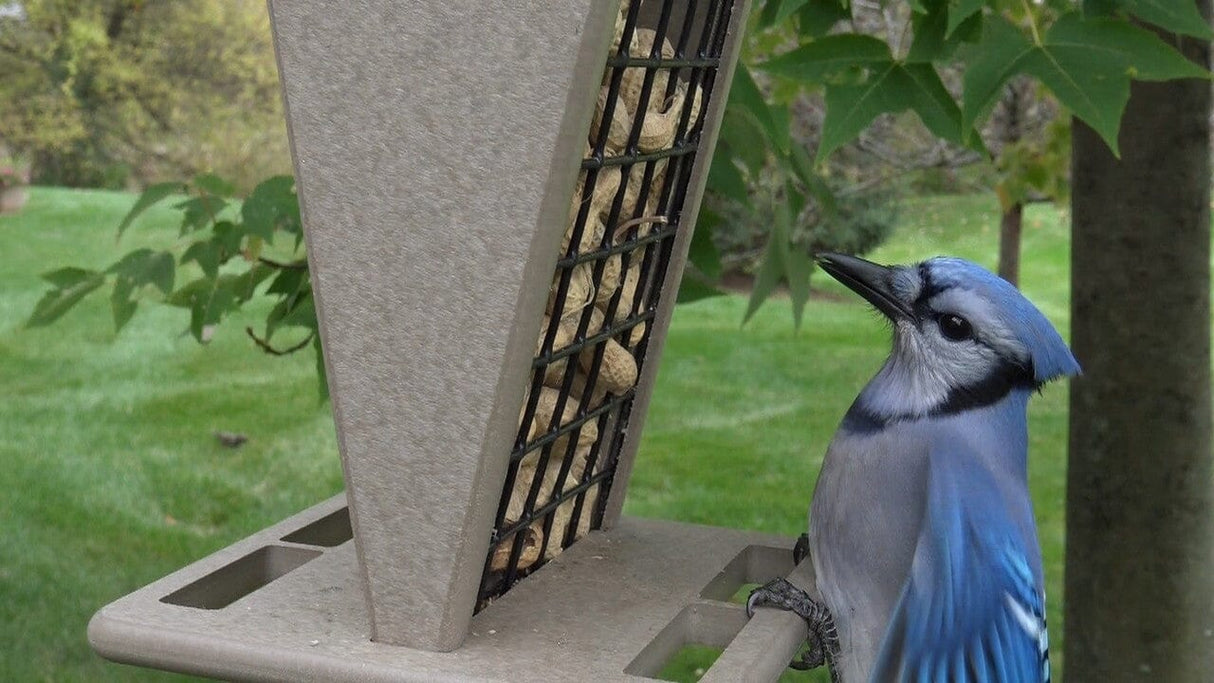 JCS Wildlife