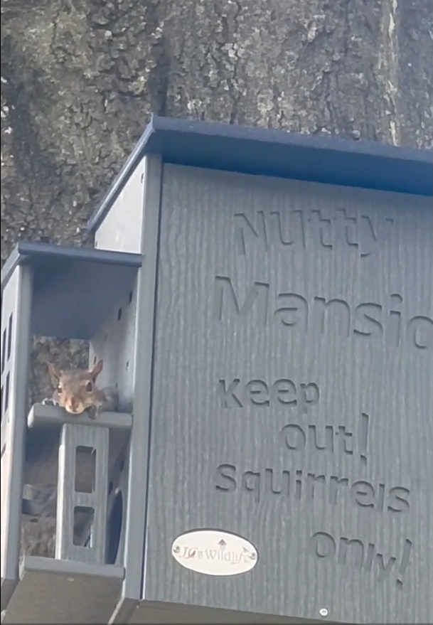 Photograph of a grey squirrel inside a grey JCs Wildilfe Nutty Mansion squirrel feeder attached to a tree featuring the words Keep Out Squirrels Only and a small, oval logo
