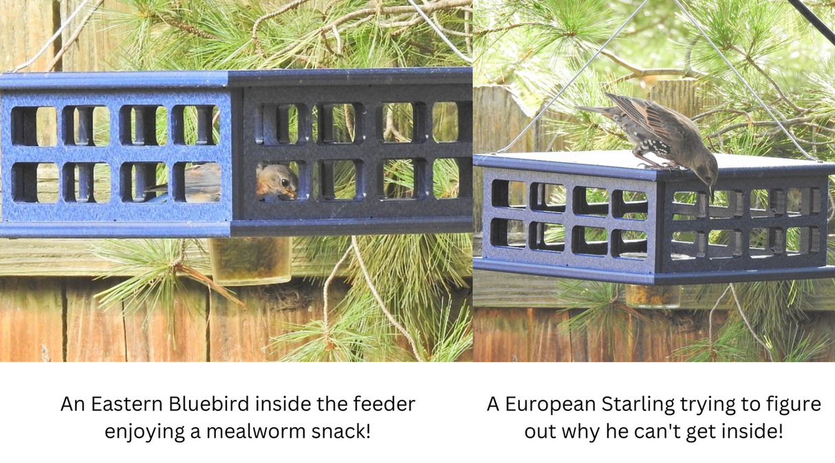 JCS Wildlife