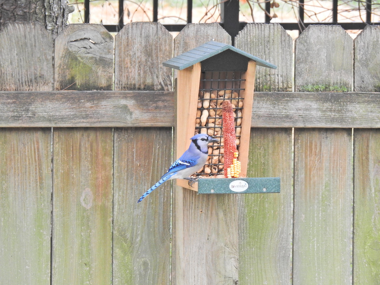 Blue Jay at JCS Wildlife Double Snacker Squirrel Feeder with whole-shell peanuts, showcasing its attractive design.