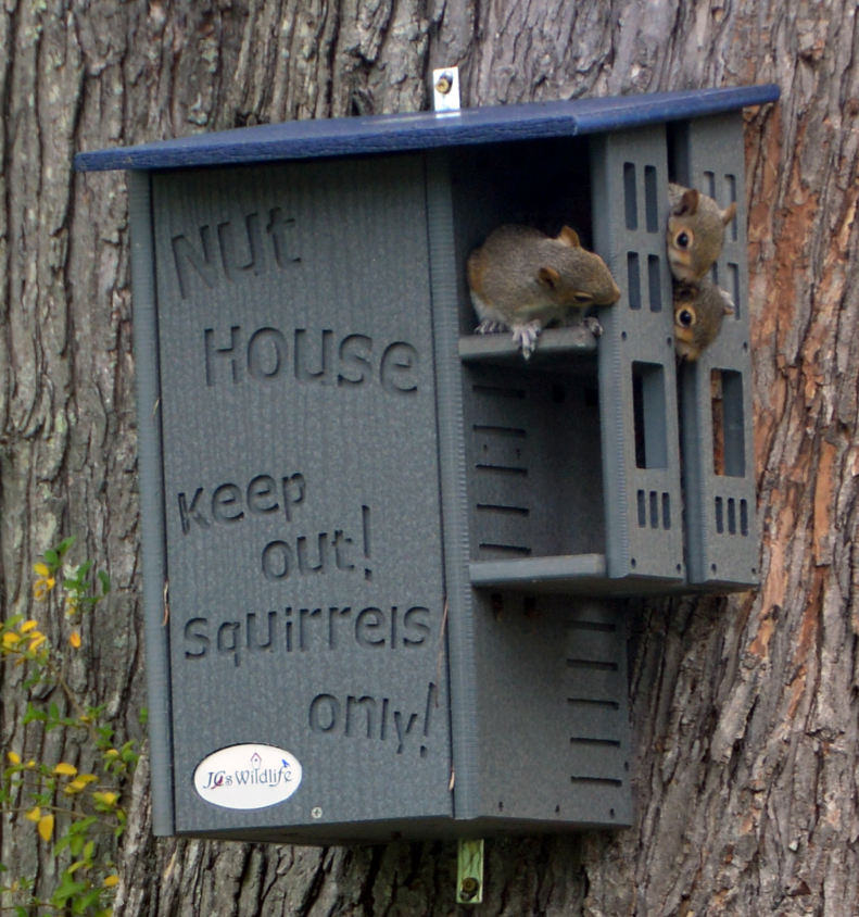 Photograph three gray squirrels inside a gray and blue Jcs Wildlife Squirrel House mounted on a tree trunk the house features the words Nut House keep out squirrels only and has small blue accents