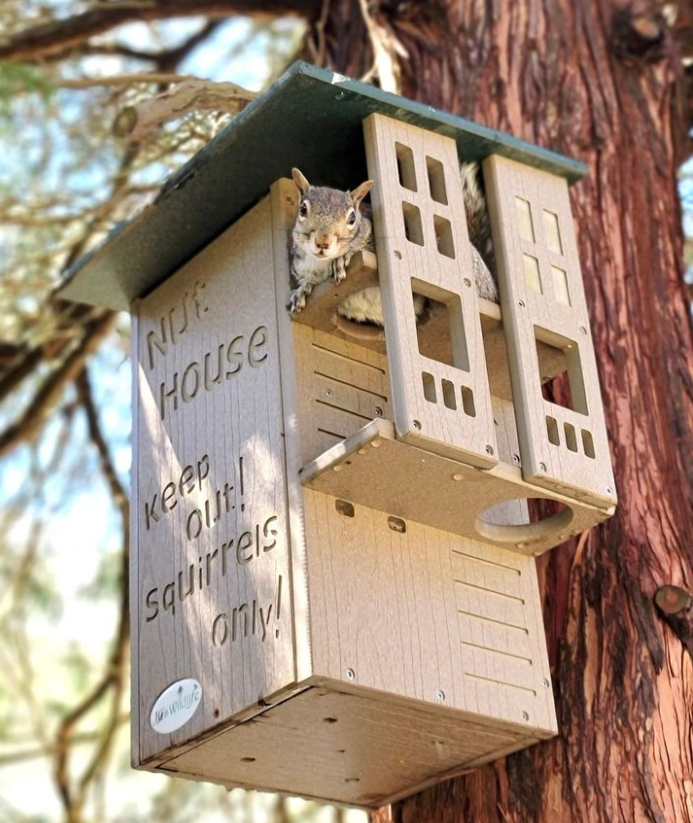 Photograph of a gray squirrel in a squirrel house nesting box attached to a tree featuring a green roof, tan wood-like material, and the words Keep out! Squirrels only!