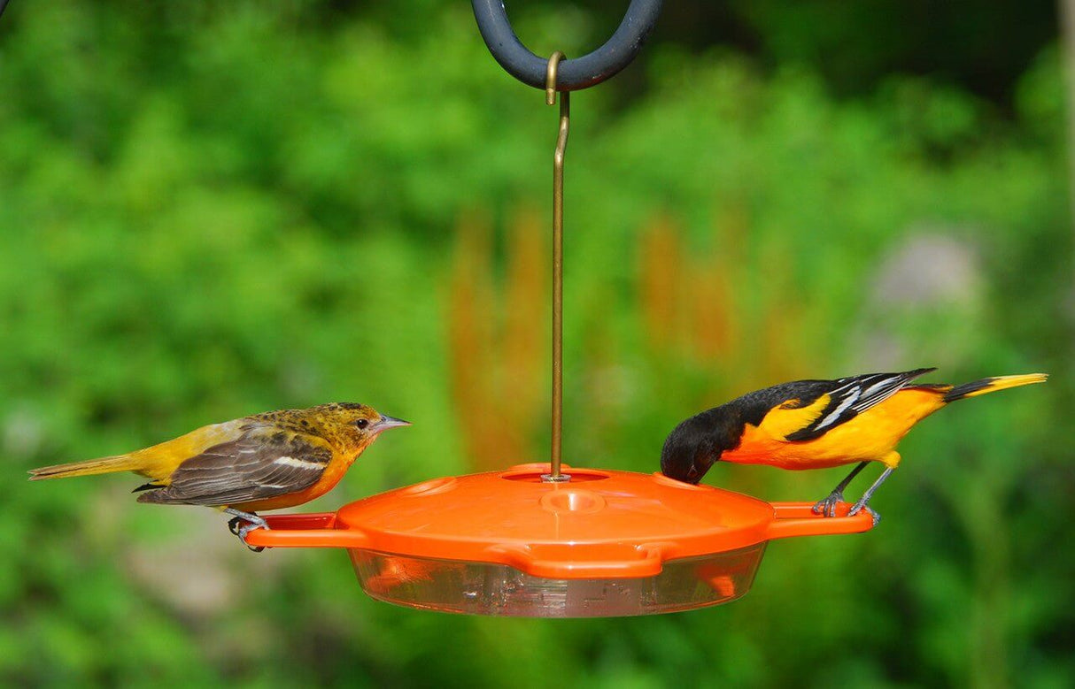 JCS Wildlife