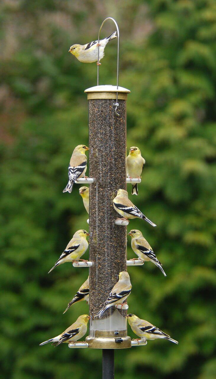 JCS Wildlife