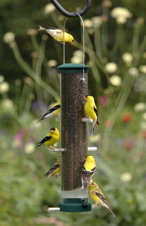 JCS Wildlife
