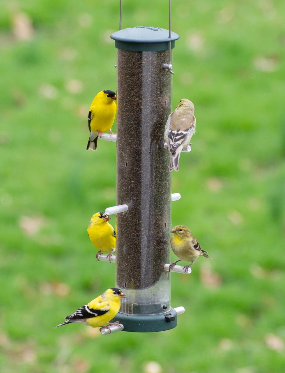 JCS Wildlife