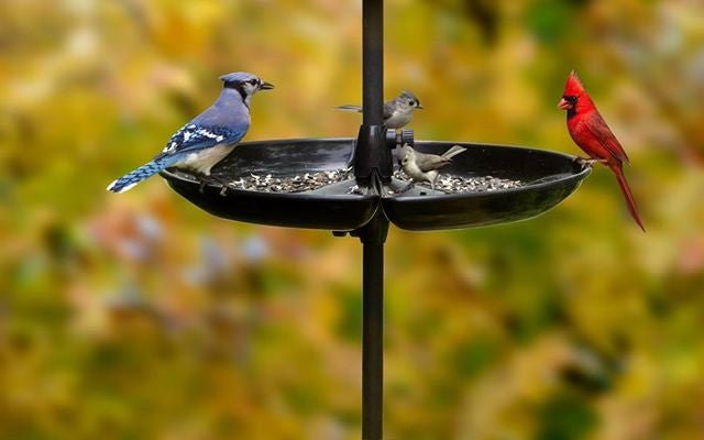 Wild birds perching and feeding on Brome Bird Care Seed Buster Seed Tray Catcher against a blurred nature background