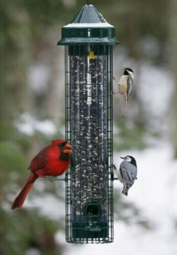 JCS Wildlife