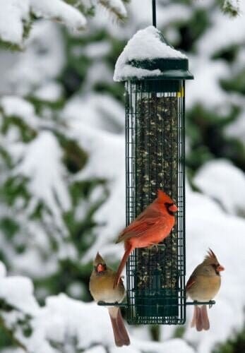 JCS Wildlife