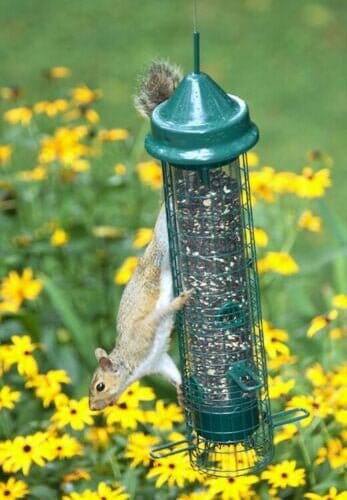 JCS Wildlife