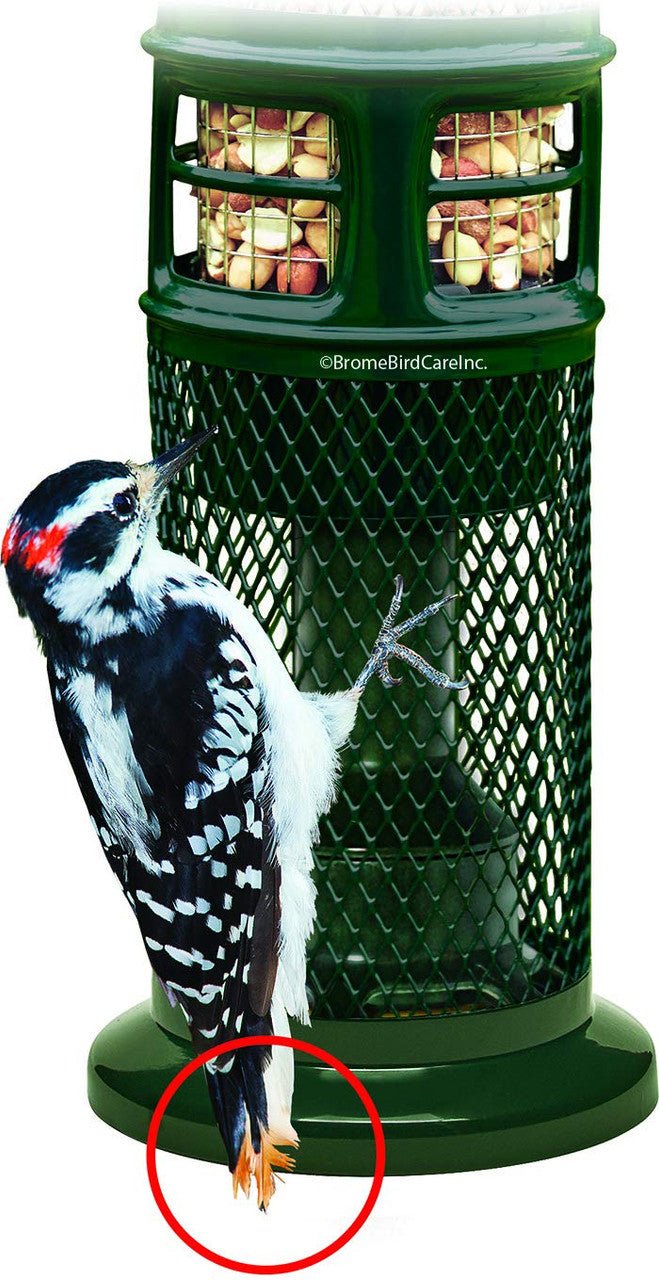 Woodpecker feeding on Brome Squirrel Buster Nut Feeder 1053 with nuts and fruit in double mesh.