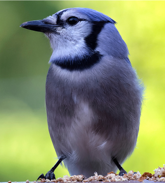 Bird sitting at feeder