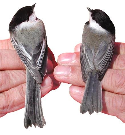 Black‑capped vs. Carolina Chickadee: How to Identify These Two Popular U.S. Backyard Birds