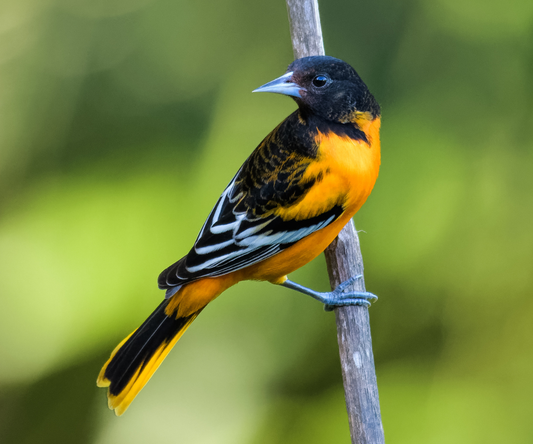Image of a male Baltimore Oriole clinging to a tree limb