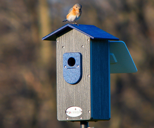Picture of a bluebird house with a bluebird on top.