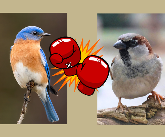 Split image of a male Eastern Bluebird on one side and a male House Sparrow on the other with cartoon boxing gloves in between both birds.