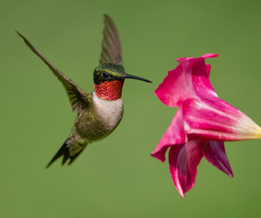 Male Ruby-Throated Hummingbird hovering in front of a red flower to find nectar food.