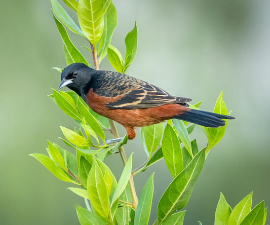 Baltimore Oriole vs Orchard Oriole: How to Tell Them Apart
