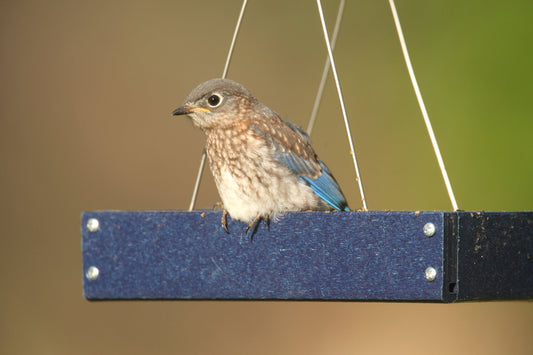 Why Buy From JCS Wildlife?