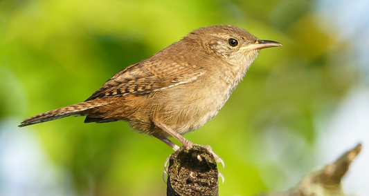 House Wren
