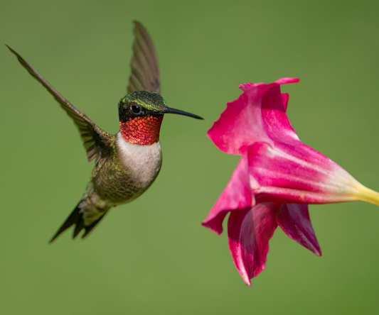 Ruby-Throated Hummingbirds: The Ultimate Guide to Hummingbird Nectar, Food, and Feeders