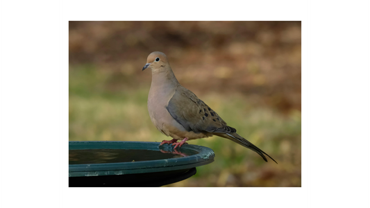 Mourning Doves: Bird of the Week