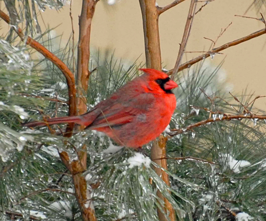 Image of a male Northern Cardinal bird perched on an evergreen branch with snow and ice 