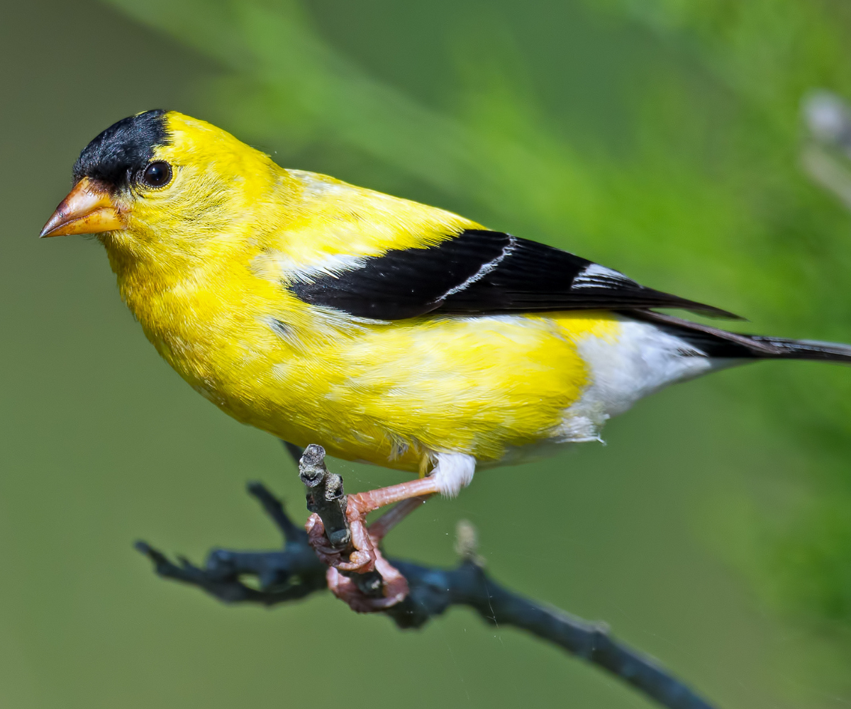 American Goldfinch: National Bird Feeding Month | JCS Wildlife