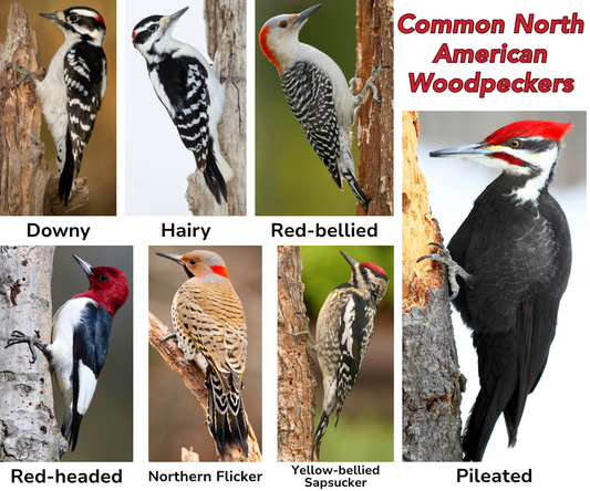Celebrate National Bird Feeding Month with the Wonderful Woodpeckers of North America