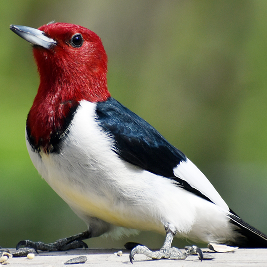 Red-Headed Woodpecker