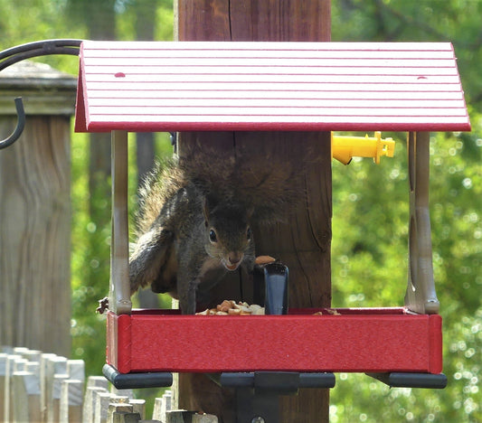How to Squirrel-Proof a Bird Feeder: The Tactical Homeowners 5-7-9 Rule Guide