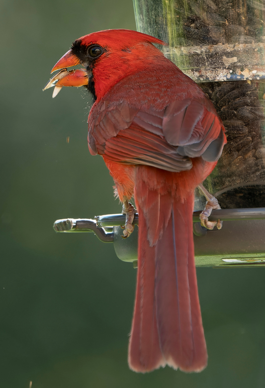 Why Birds Aren't Coming to Your Feeder (And How to Fix It)