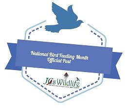 Dos and Don’ts of Bird Feeder Set Up | JCs Wildlife - JCS Wildlife