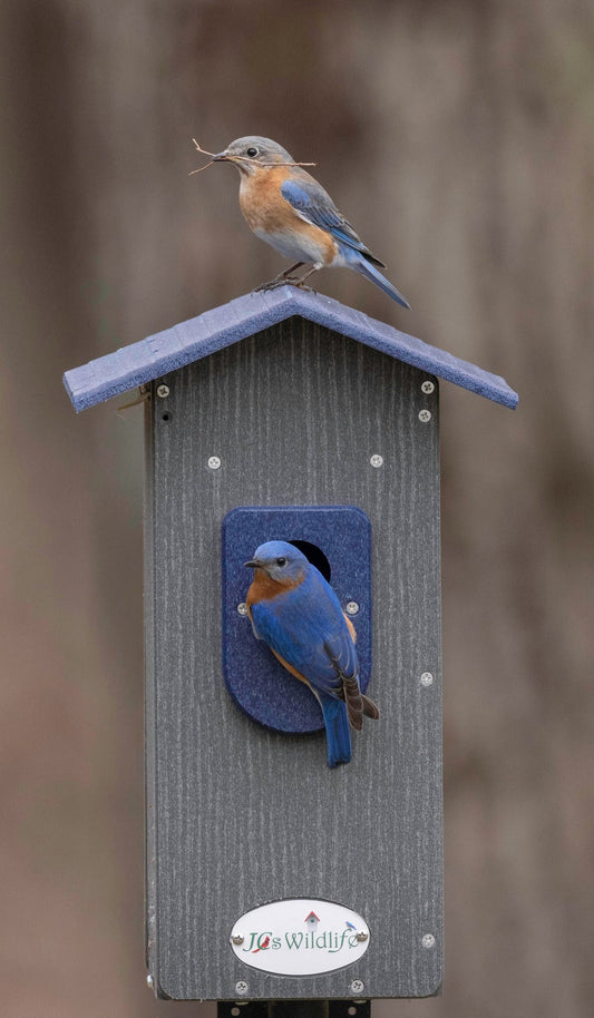 Eastern Bluebird: Bird of the Week