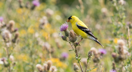 The Late Bloomer’s Club: The Wildly Unique Nesting Habits of the American Goldfinch