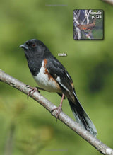 JCS Wildlife