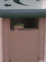 Photograph of a green tree frog peeking from a taupe colored outdoor structure with a dark green top featuring moon and star cutouts